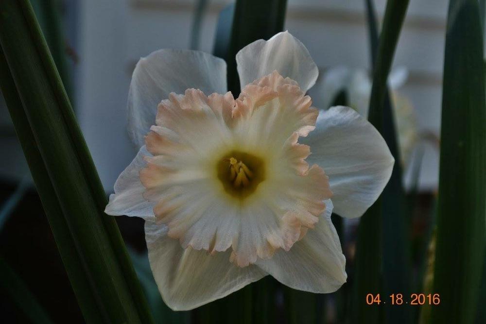 Photo of Trumpet Daffodil (Narcissus 'British Gamble') uploaded by Suga