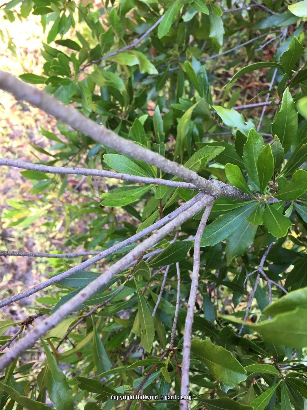 Photo of Southern Wax Myrtle (Morella cerifera) uploaded by flaflwrgrl