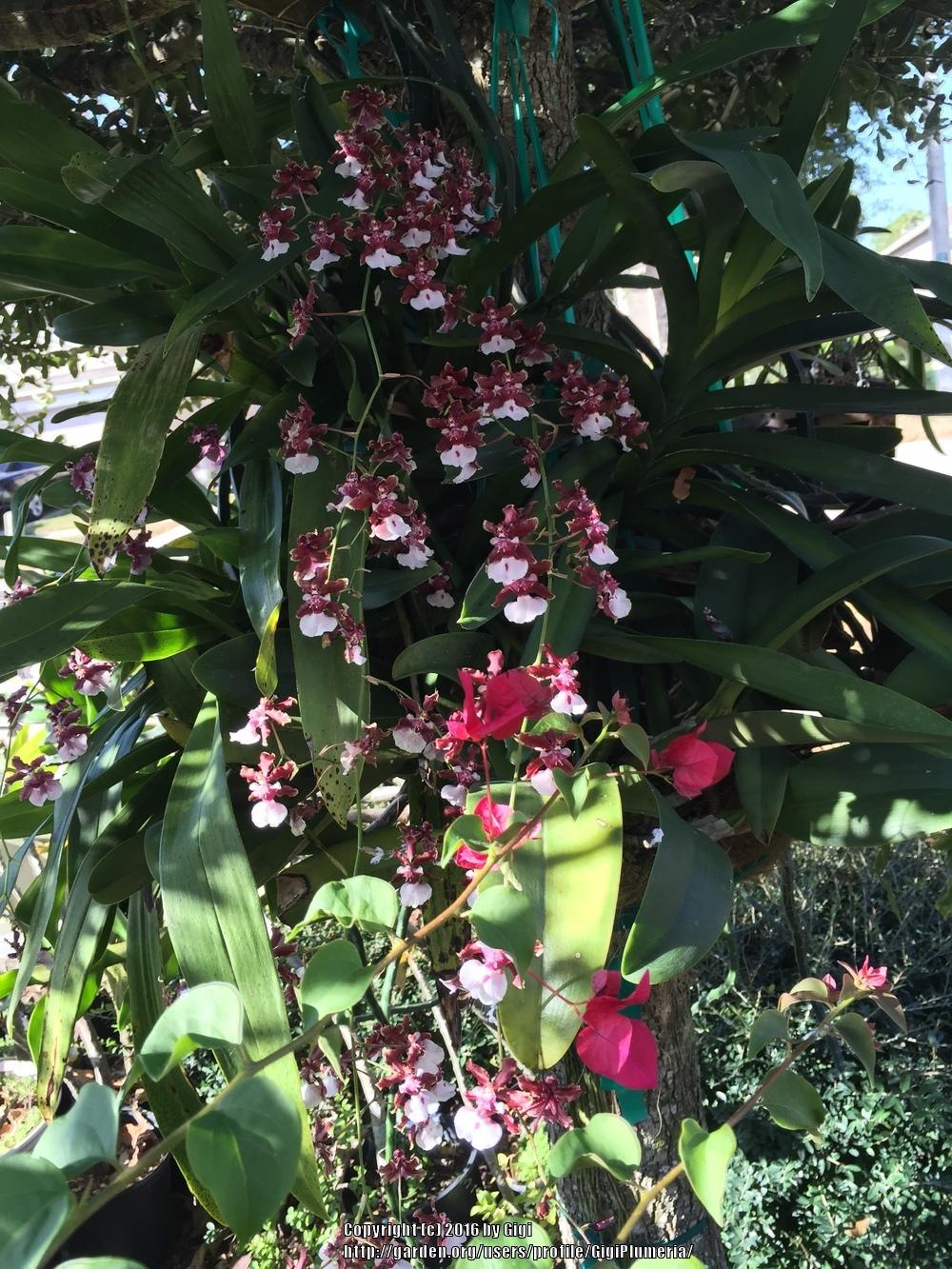 Photo of Chocolate Orchid (Oncidium Sharry Baby) uploaded by GigiPlumeria