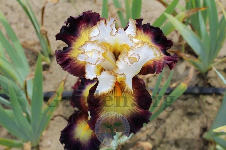 Photo of Tall Bearded Iris (Iris 'Superhero') uploaded by HighdesertNiki