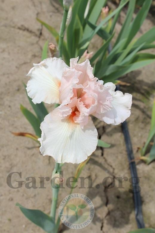 Photo of Tall Bearded Iris (Iris 'Swoosh') uploaded by HighdesertNiki