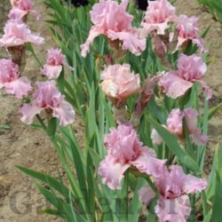 Location: Beautiful pink tall bearded iris that blooms before most pinks.
Date: 2016-05-05