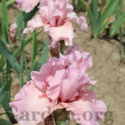 Location: Mid-America Gardens, Salem, Oregon
Date: 2016-05-05
Beautiful pink iris blooms before most TB pinks.