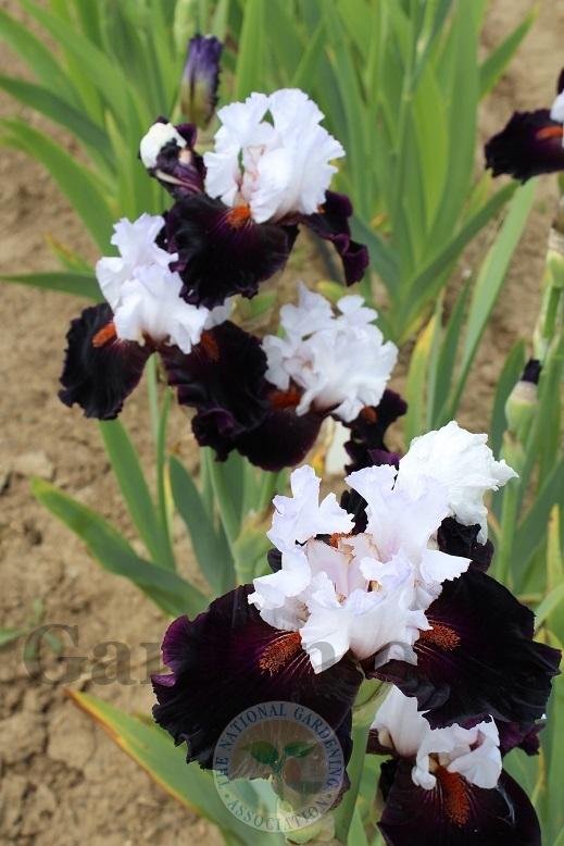 Photo of Tall Bearded Iris (Iris 'Starring') uploaded by HighdesertNiki