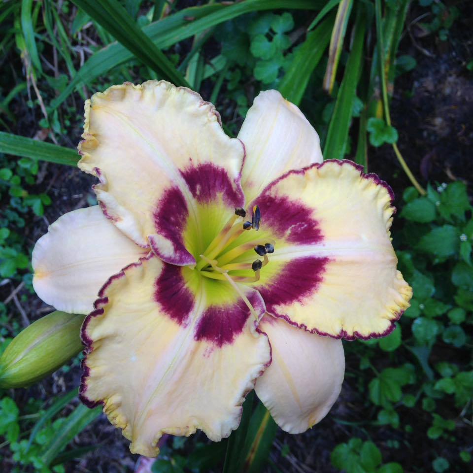 Photo of Daylily (Hemerocallis 'King of the Ages') uploaded by hillbilly