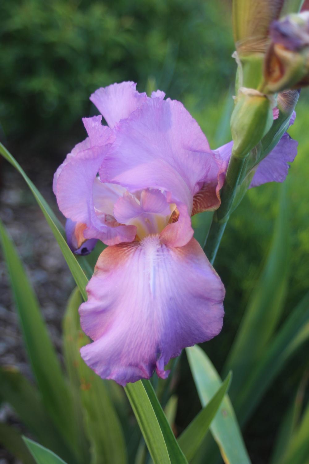 Photo of Tall Bearded Iris (Iris 'Amethyst Flame') uploaded by BlueFlagFan