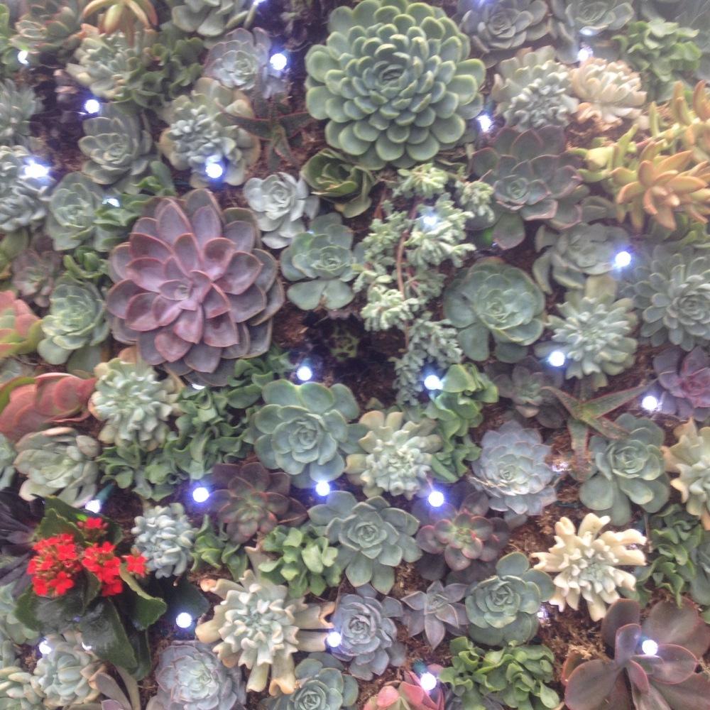 Cactus and Tender Succulents forum: Succulent Christmas tree at Longwood Gardens - Garden.org