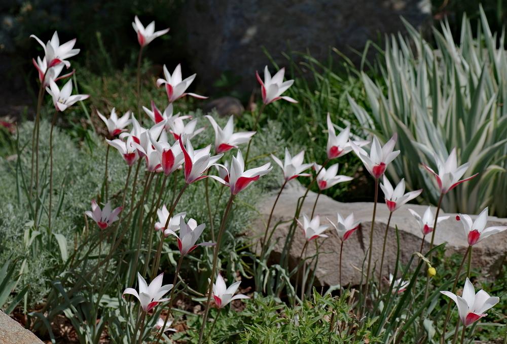 Photo of Lady Tulip (Tulipa clusiana) uploaded by dirtdorphins