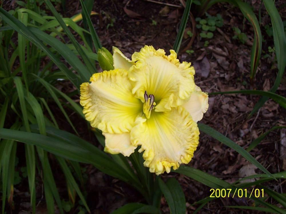 Photo of Daylily (Hemerocallis 'Forestlake Point Lace') uploaded by hillbilly
