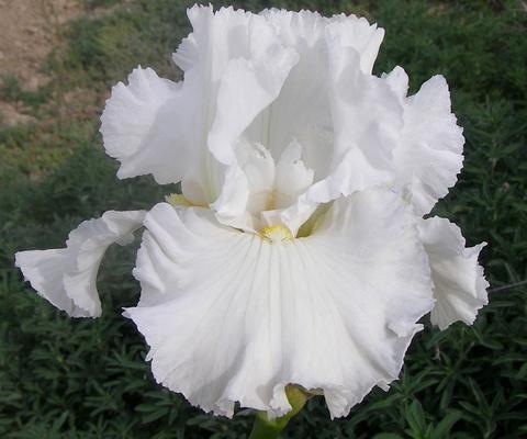 Photo of Tall Bearded Iris (Iris 'Cozy Cotton') uploaded by Calif_Sue