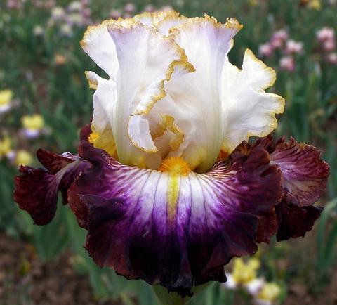 Photo of Tall Bearded Iris (Iris 'Gilty Pleasure') uploaded by Calif_Sue
