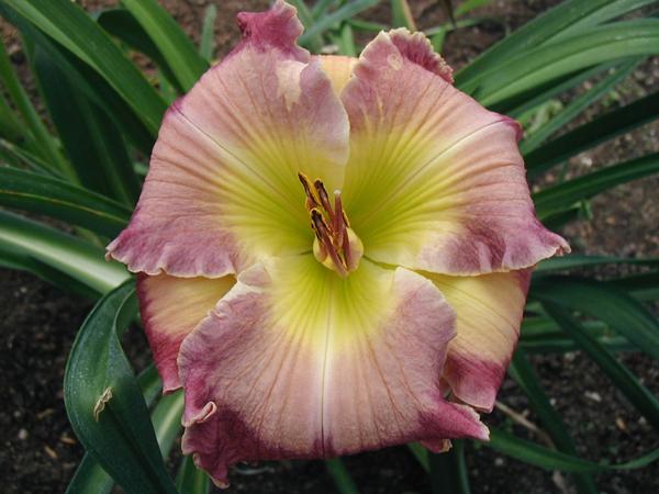 Photo of Daylily (Hemerocallis 'Caught up in the Clouds') uploaded by Calif_Sue