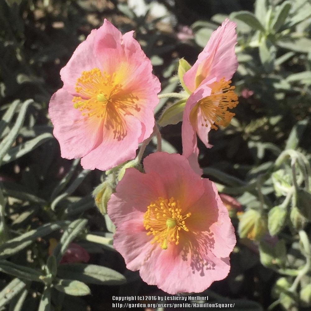 Photo of Rock Rose (Helianthemum nummularium 'Rhodanthe Carneum') uploaded by HamiltonSquare