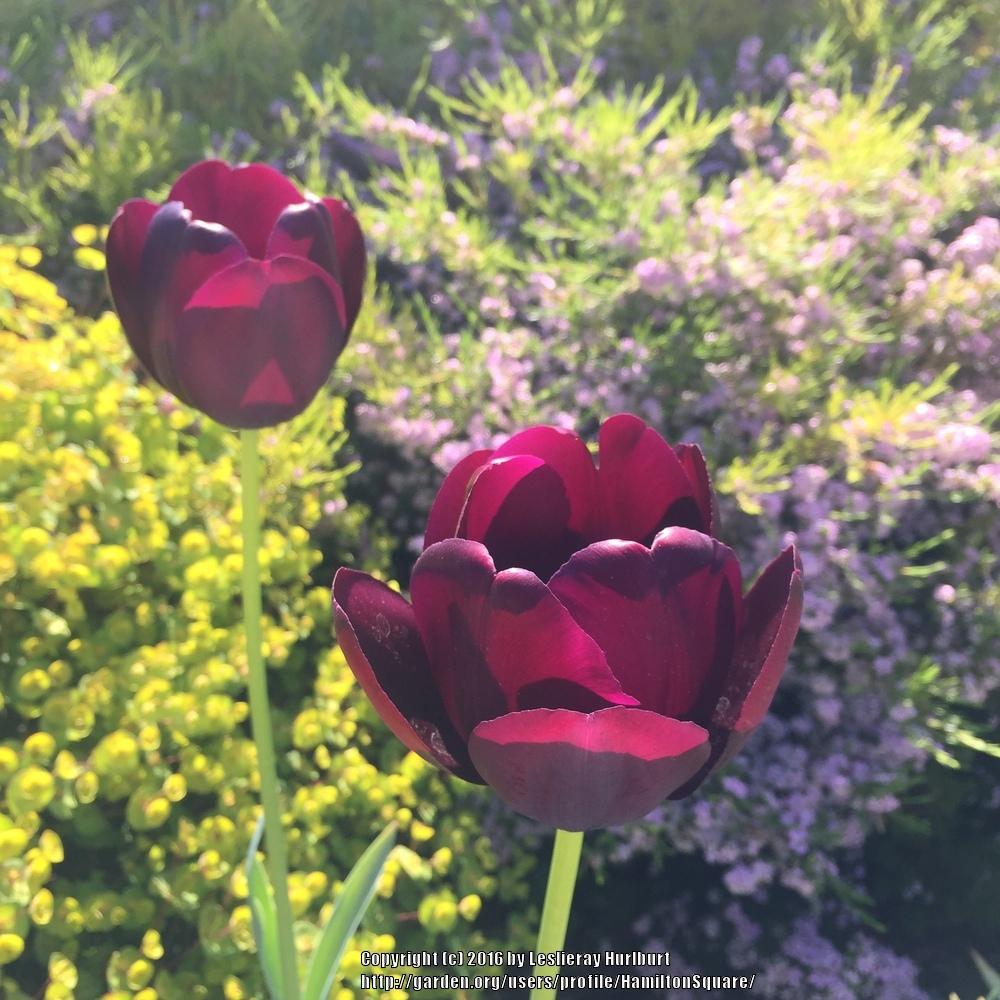 Photo of Single Late Tulip (Tulipa 'Queen of Night') uploaded by HamiltonSquare