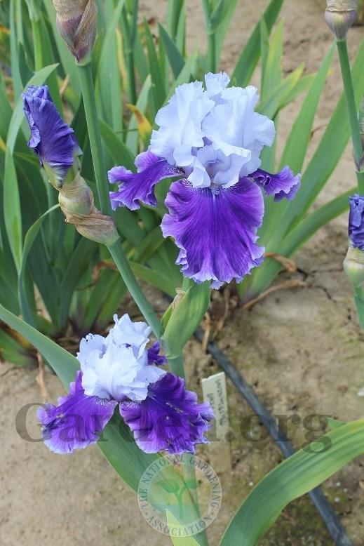 Photo of Tall Bearded Iris (Iris 'Under the Boardwalk') uploaded by HighdesertNiki