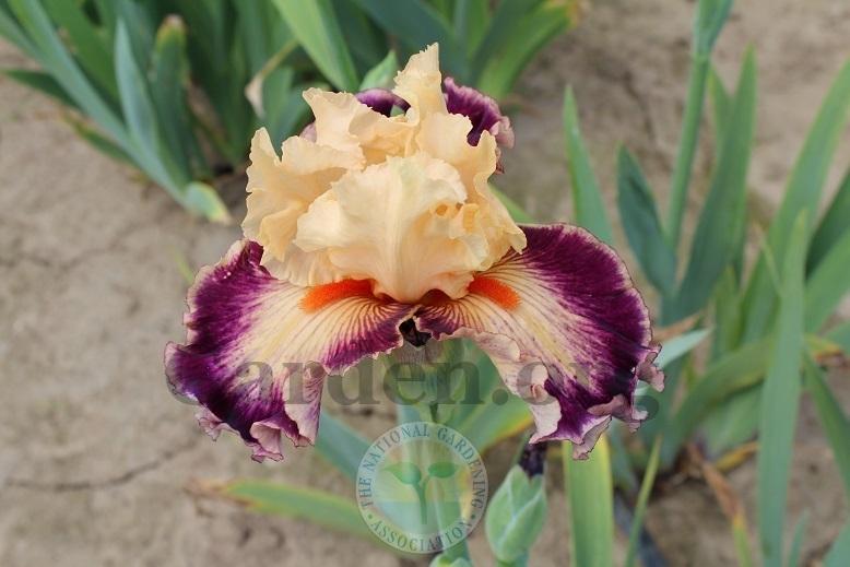 Photo of Tall Bearded Iris (Iris 'Uninhibited') uploaded by HighdesertNiki