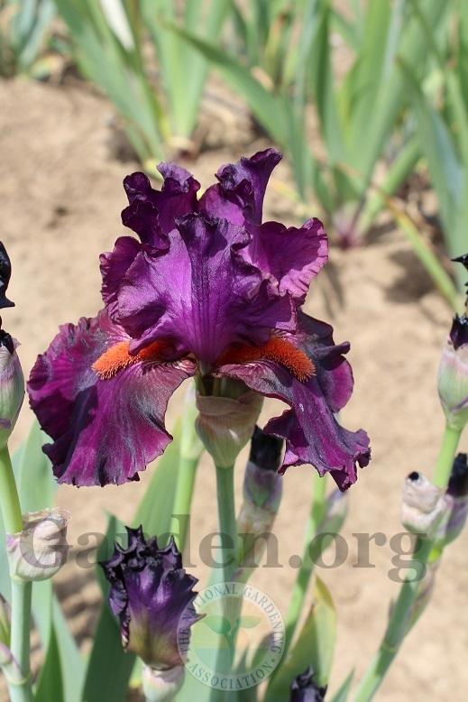 Photo of Tall Bearded Iris (Iris 'Very Very Good') uploaded by HighdesertNiki