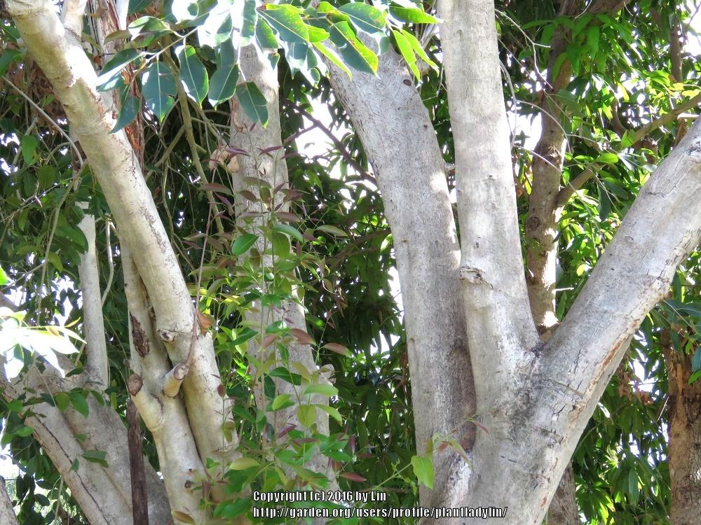Photo of Chinese Banyan (Ficus microcarpa) uploaded by plantladylin