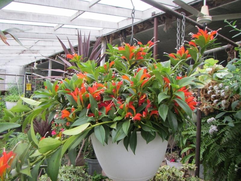 Photo of Lipstick Plant (Aeschynanthus) uploaded by AnnaZ