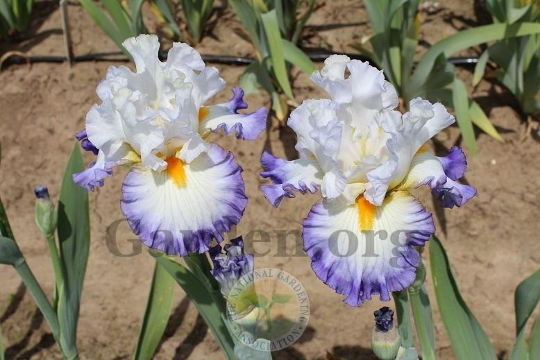 Photo of Tall Bearded Iris (Iris 'Watercolor Print') uploaded by HighdesertNiki