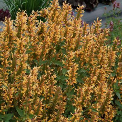 Photo of Anise Hyssop (Agastache Kudos™ Gold) uploaded by Lalambchop1