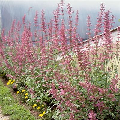 Photo of Giant Hyssop (Agastache 'Tutti Frutti') uploaded by Lalambchop1