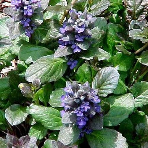 Photo of Bugleweed (Ajuga reptans 'Catlin's Giant') uploaded by Lalambchop1