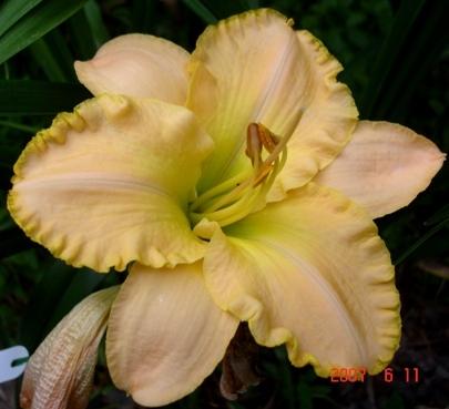 Photo of Daylily (Hemerocallis 'Total Perfection') uploaded by Sscape
