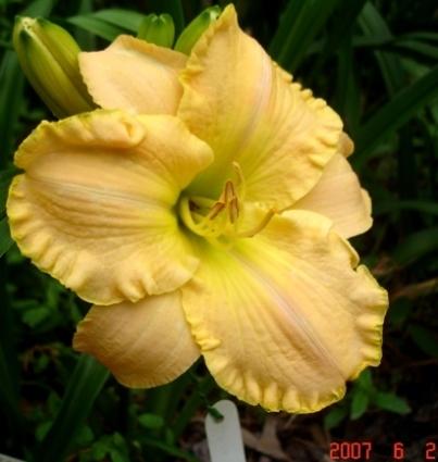Photo of Daylily (Hemerocallis 'Total Perfection') uploaded by Sscape