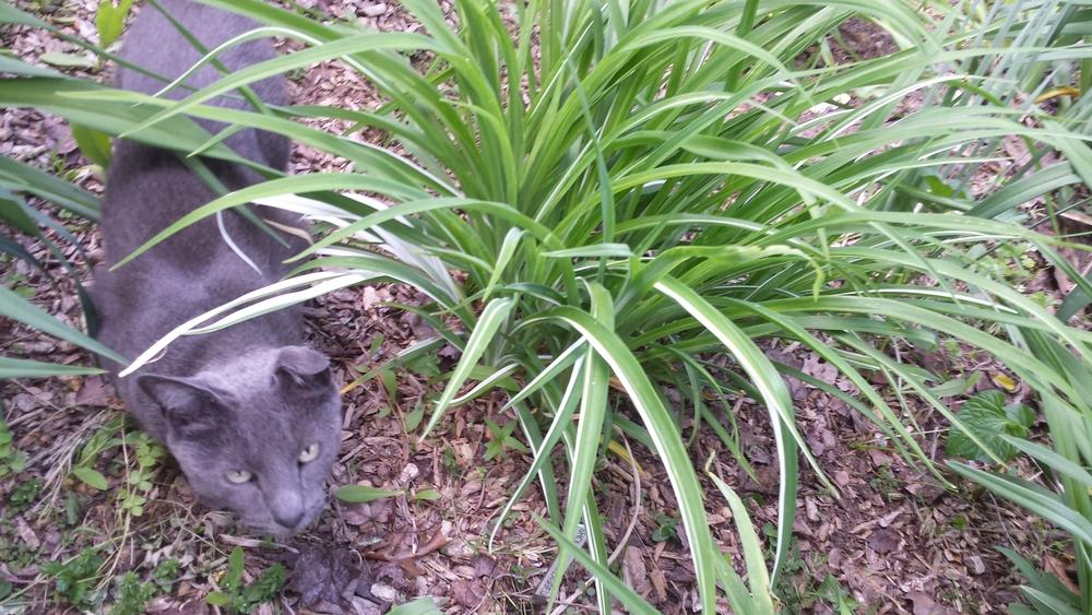 Photo of Daylily (Hemerocallis 'Should have Zagged') uploaded by Krodero