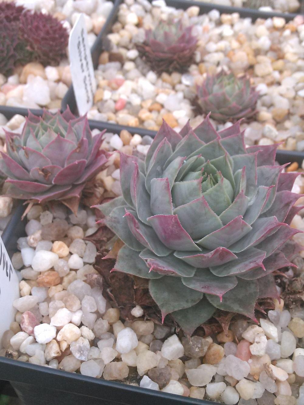 Photo of Hen and Chicks (Sempervivum 'Silver Song') uploaded by jkbingh