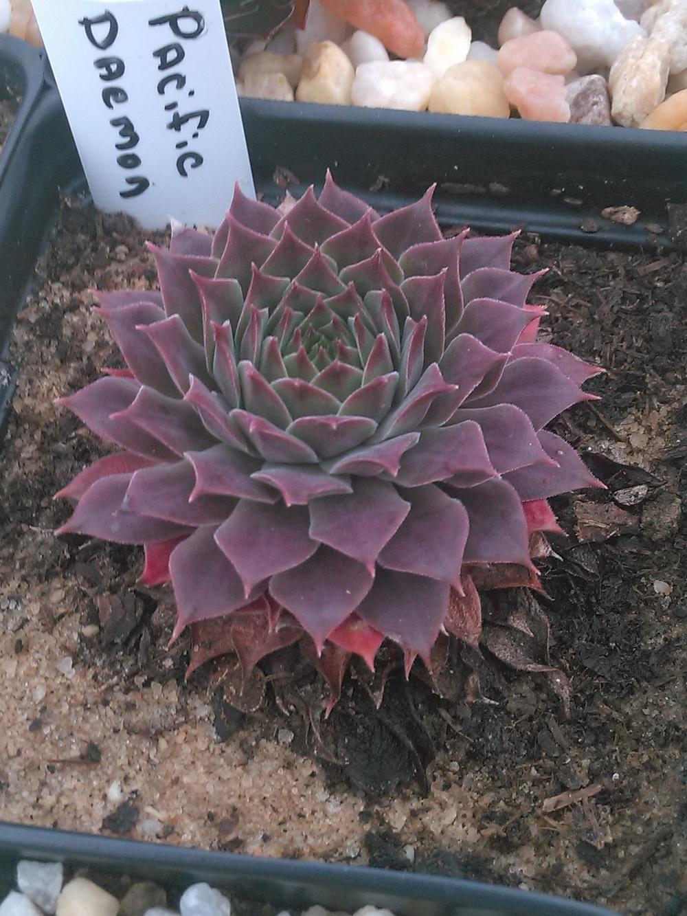 Photo of Hen and Chicks (Sempervivum 'Pacific Daemon') uploaded by jkbingh