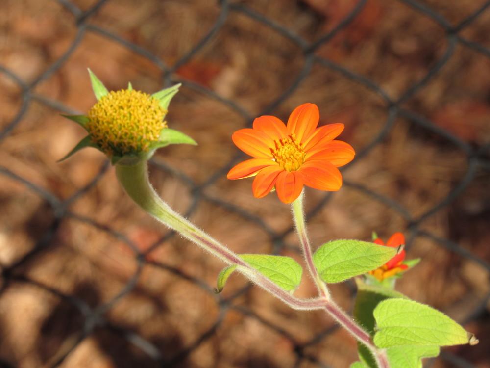 Photo of Mexican Sunflower (Tithonia rotundifolia) uploaded by kmspainhou