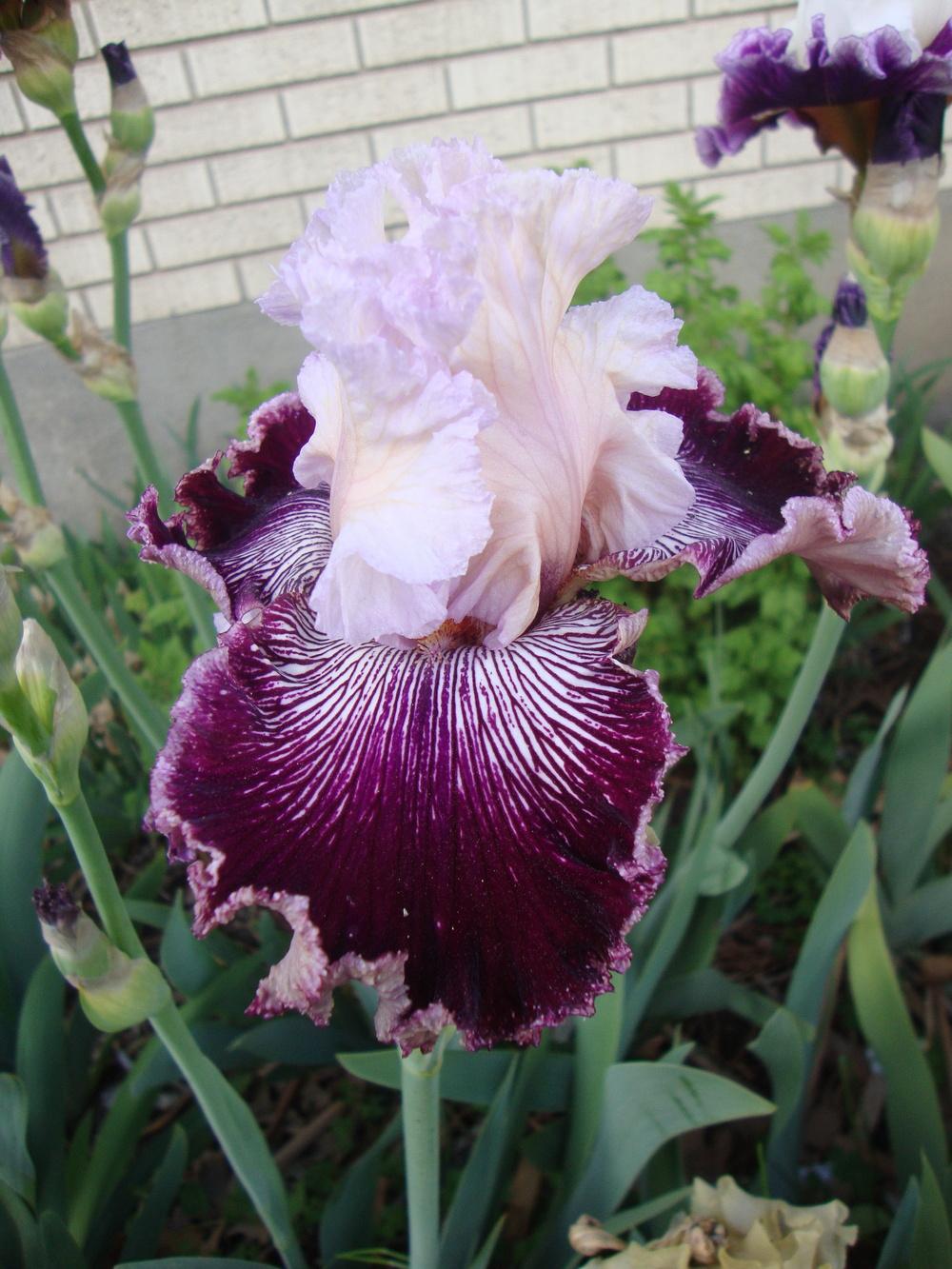 Photo of Tall Bearded Iris (Iris 'Samba Queen') uploaded by Paul2032