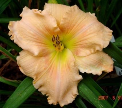 Photo of Daylily (Hemerocallis 'Tropical Experience') uploaded by Sscape