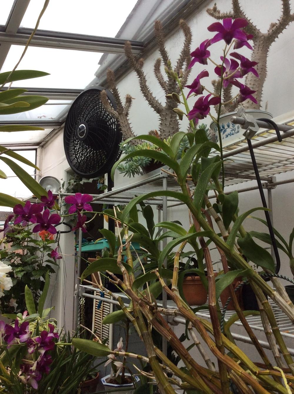 Photo of Orchid (Dendrobium Luz Del Dia 'Kiilani') uploaded by Ursula