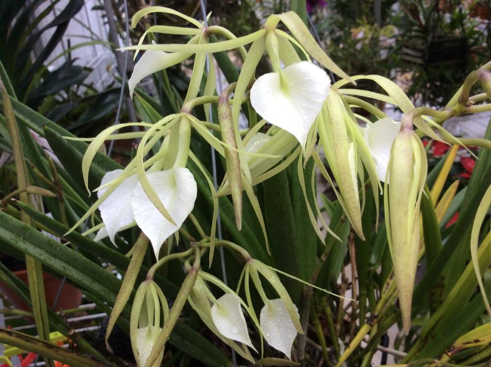 Photo of Orchid (Brassavola Little Stars) uploaded by Ursula