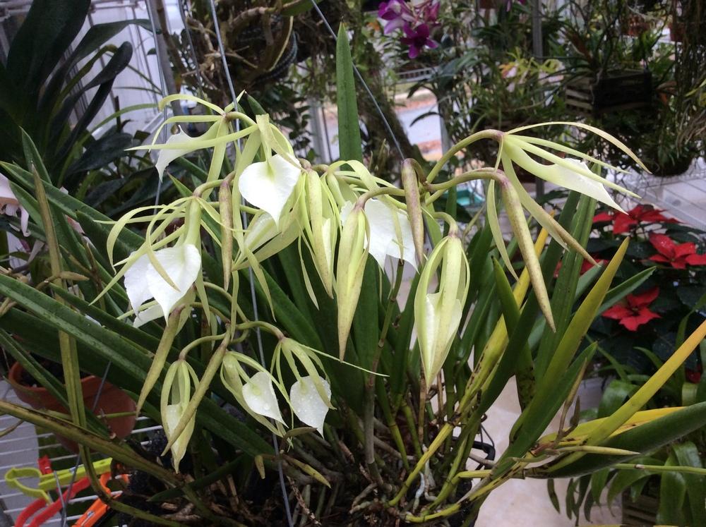 Photo of Orchid (Brassavola Little Stars) uploaded by Ursula