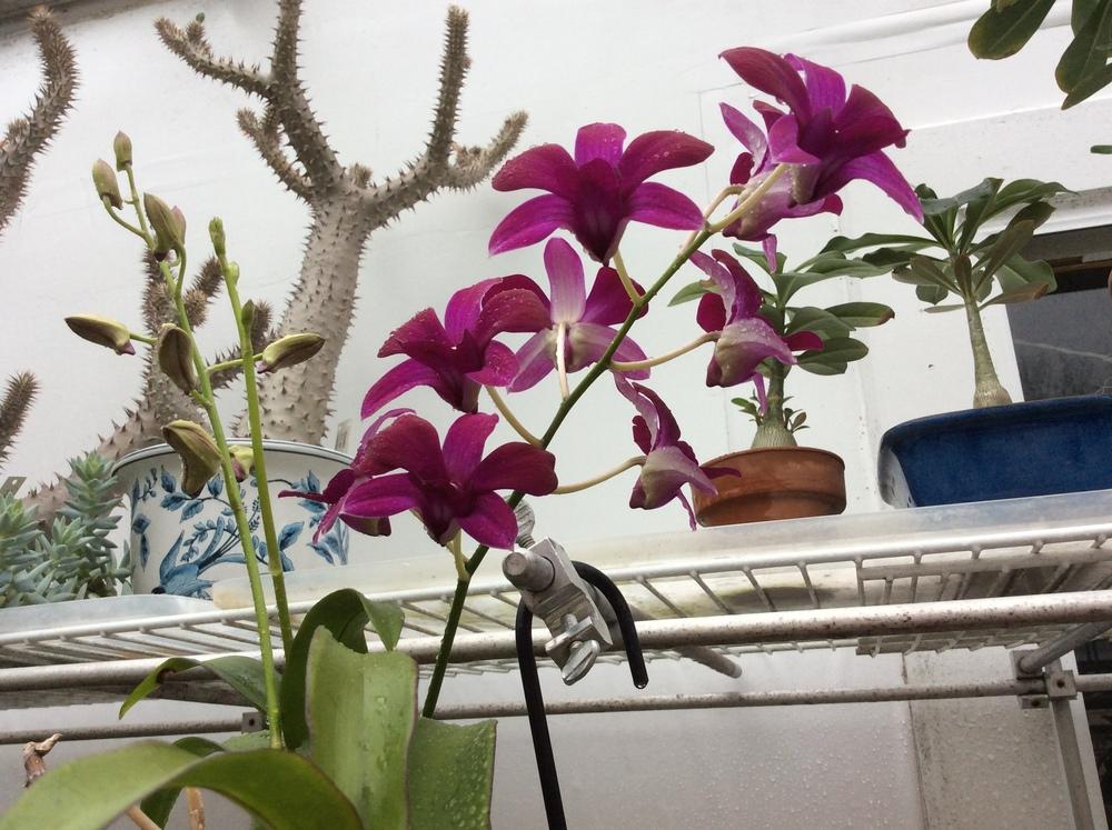 Photo of Orchid (Dendrobium Luz Del Dia 'Kiilani') uploaded by Ursula