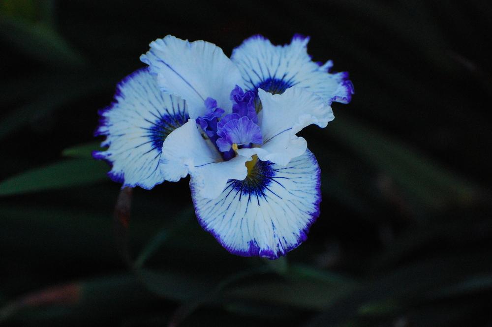 Photo of Pacific Coast Iris (Iris 'Fresh Eyes') uploaded by coboro
