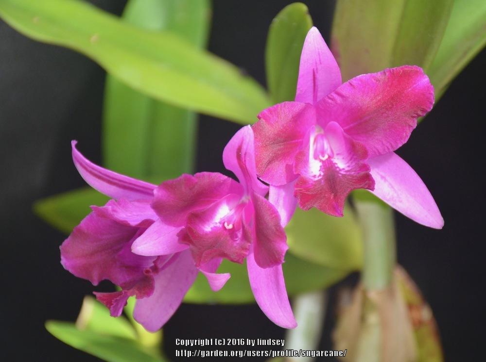 Photo of Orchid (Cattlianthe Tristar Bouquet) uploaded by sugarcane