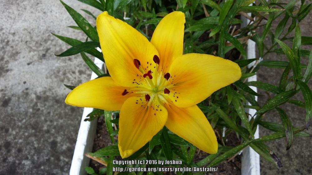 Photo of Lily (Lilium 'Dreamland') uploaded by Australis