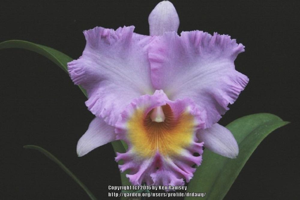Photo of Orchid (Rhyncholaeliocattleya Exotic's Perfection 'Blushed') uploaded by drdawg