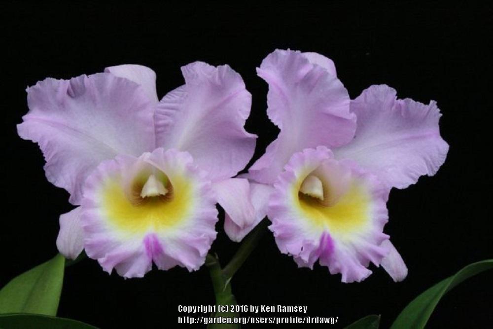Photo of Orchid (Rhyncholaeliocattleya Exotic's Perfection 'Pink Cloud') uploaded by drdawg
