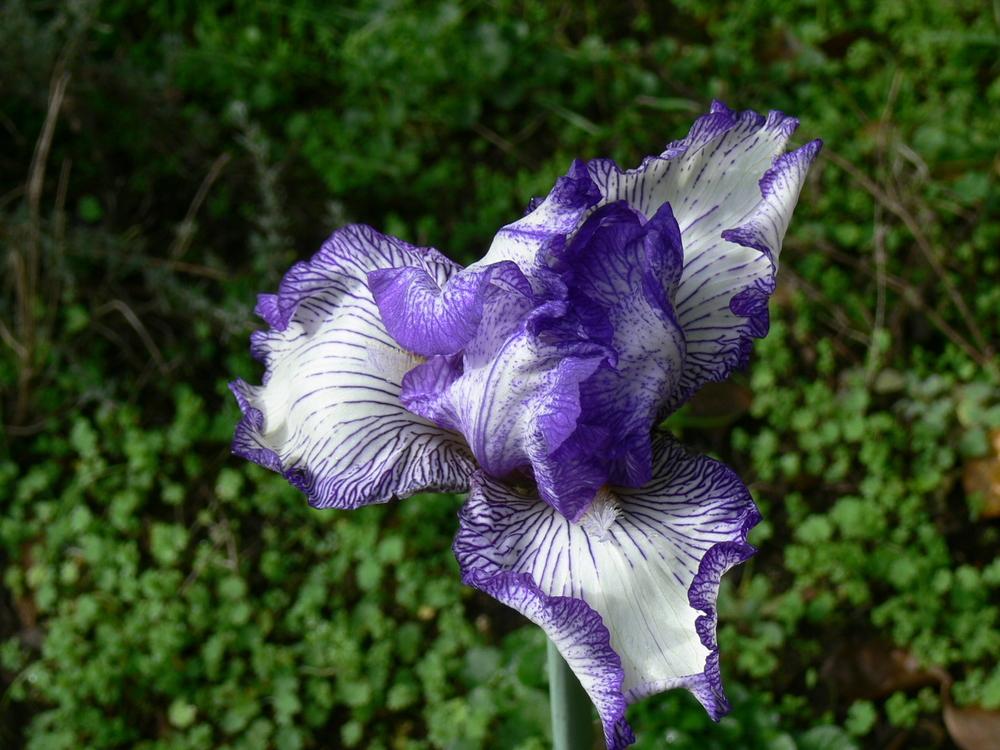 Photo of Tall Bearded Iris (Iris 'Earl of Essex') uploaded by janwax