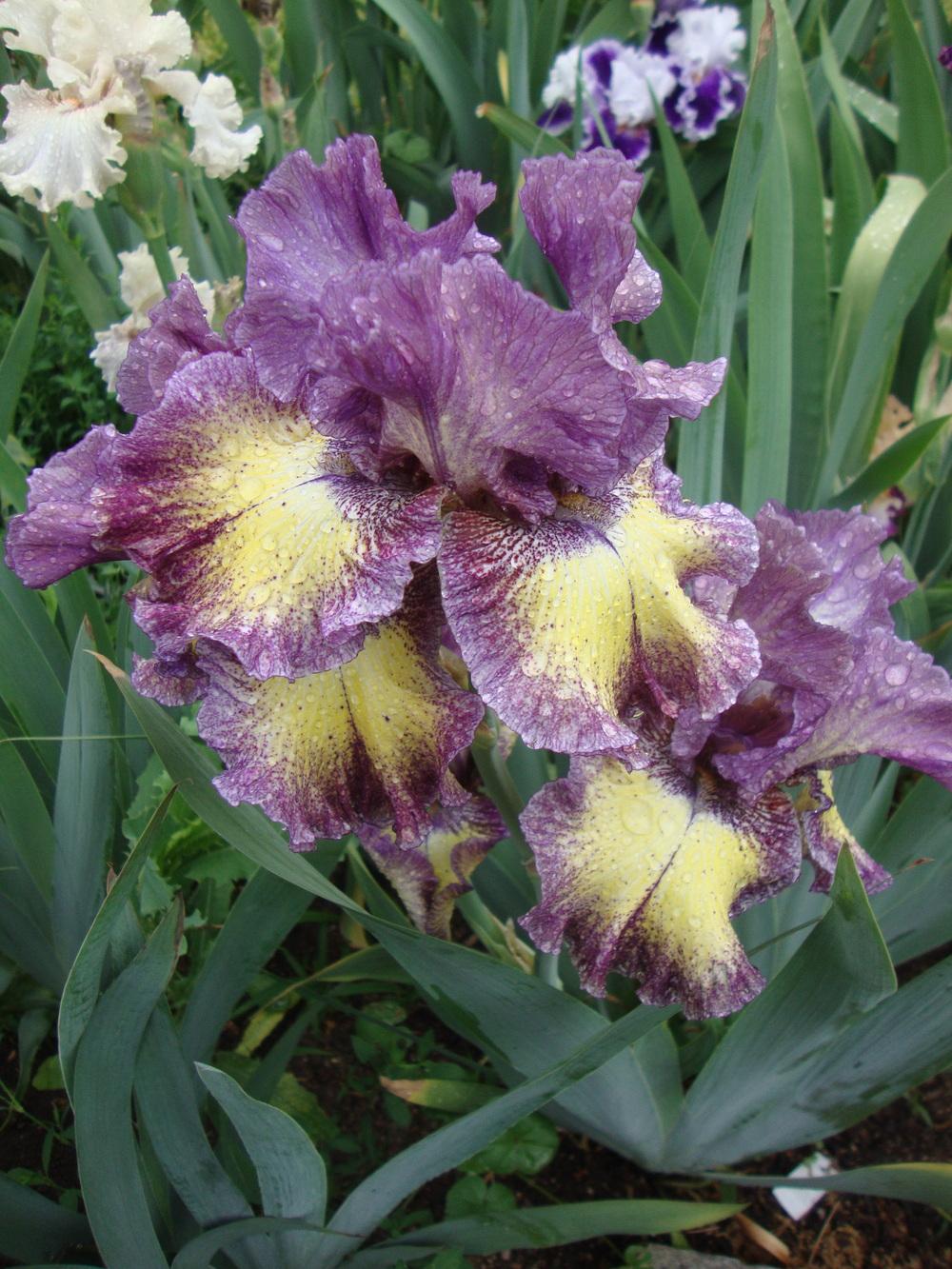 Photo of Tall Bearded Iris (Iris 'Foolish Dreamer') uploaded by Paul2032