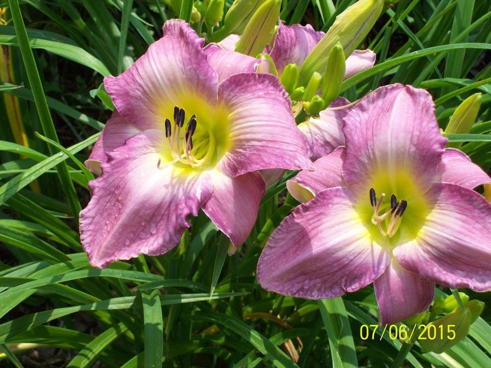Photo of Daylily (Hemerocallis 'Sovereign Queen') uploaded by hillbilly
