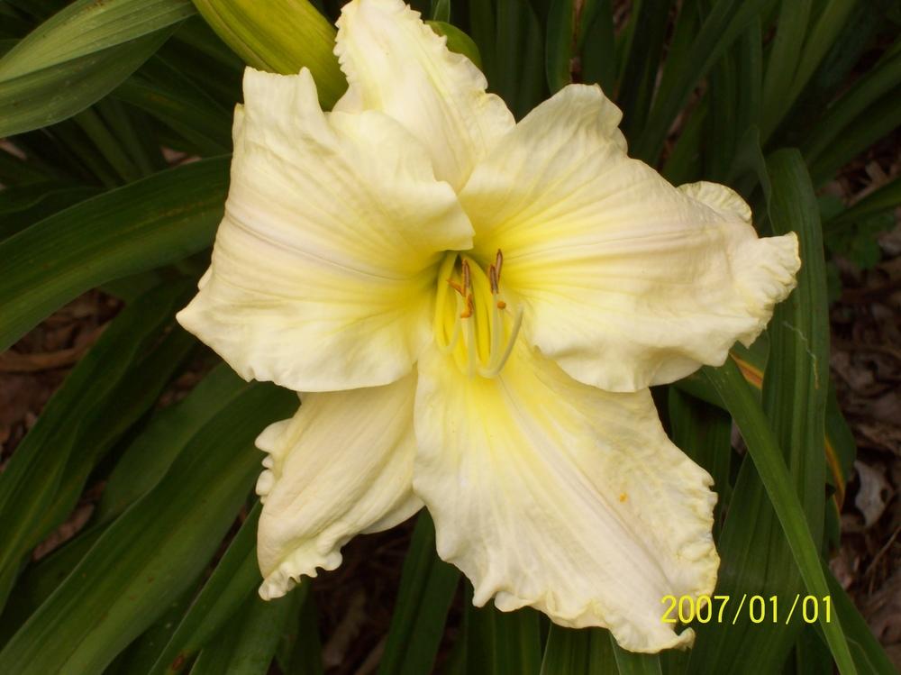 Photo of Daylily (Hemerocallis 'Candle in the Wind') uploaded by hillbilly