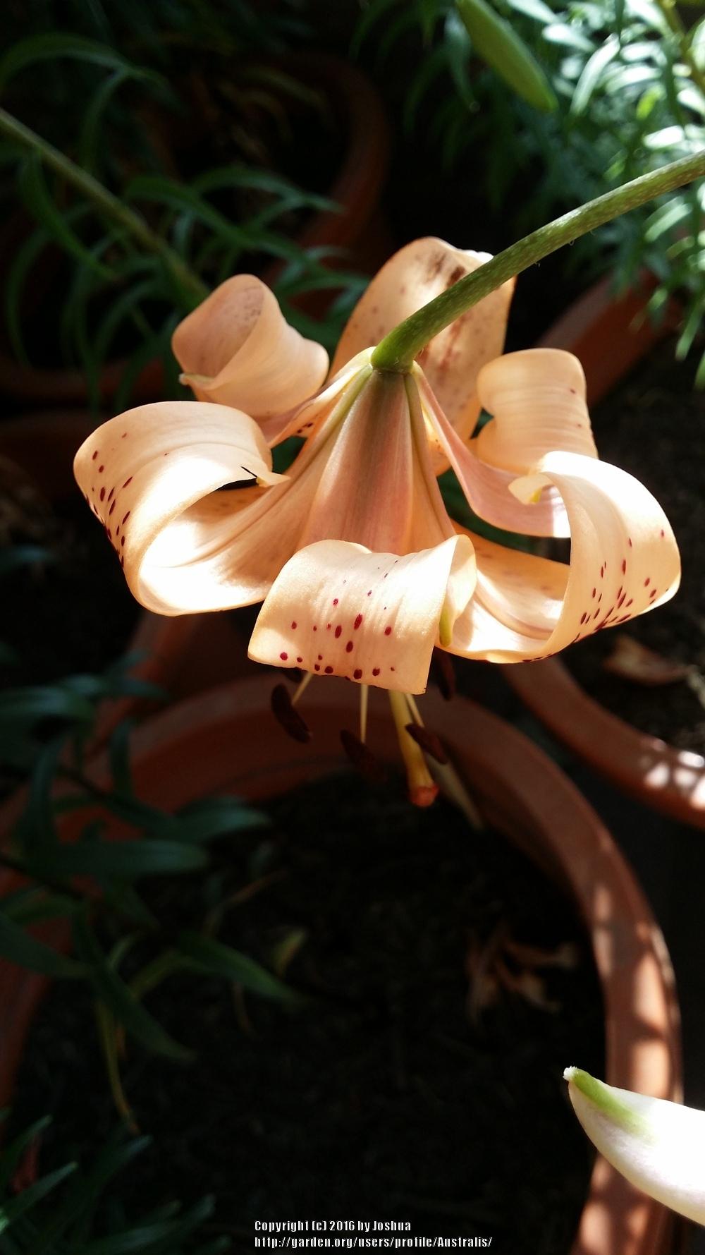 Photo of Lily (Lilium Tiger Babies) uploaded by Australis