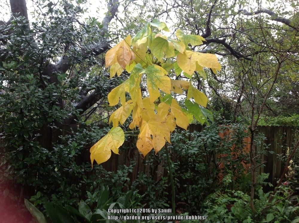Photo of Chinese Parasol Tree (Firmiana simplex) uploaded by Bubbles